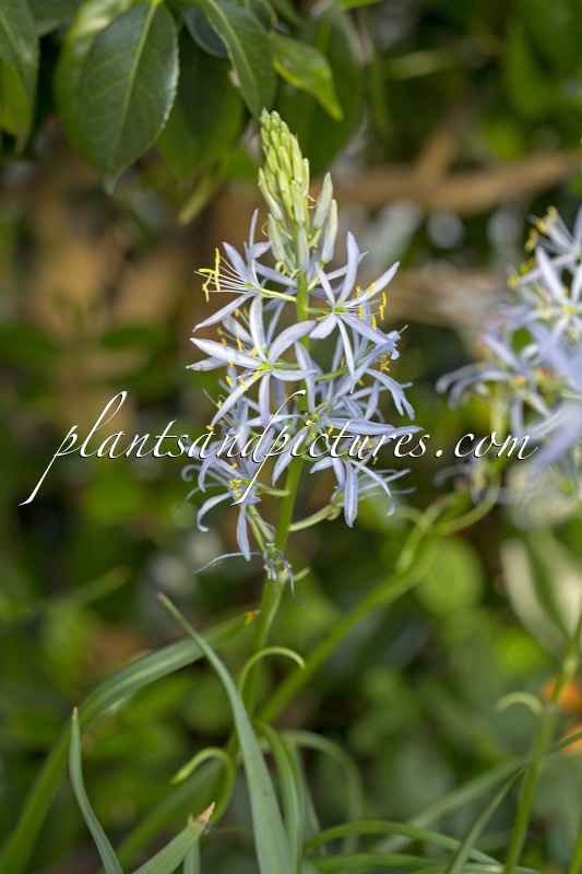 Camassia ‘Blue Heaven’