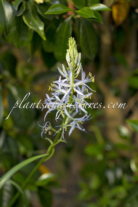Camassia ‘Blue Heaven’