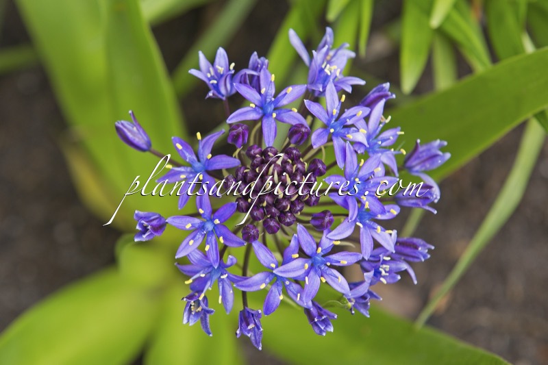 Scilla peruviana