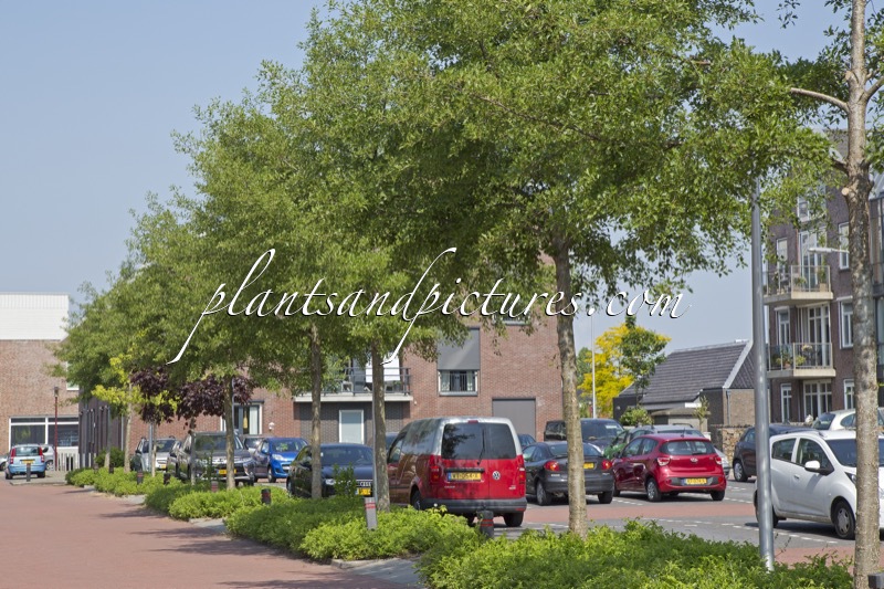 Alnus glutinosa ‘Laciniata’