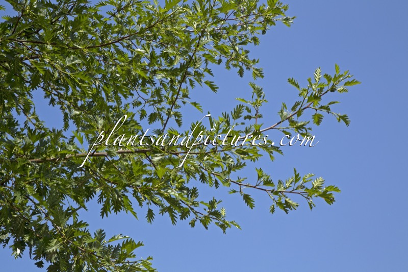 Alnus glutinosa ‘Laciniata’