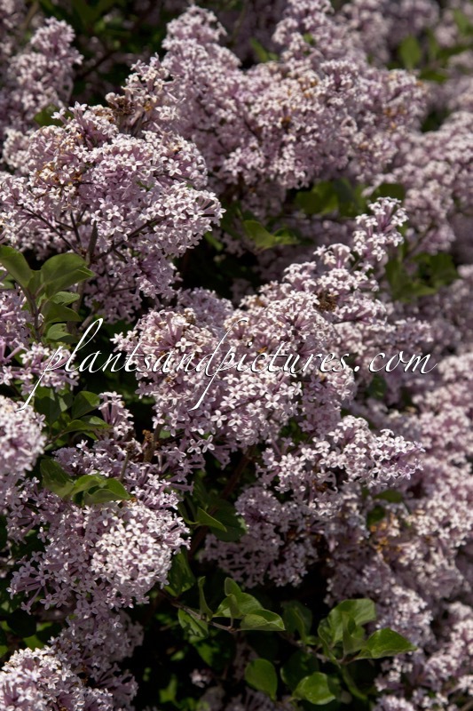 Syringa meyeri ‘Palibin’