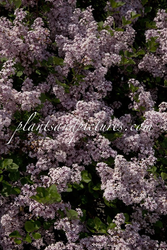 Syringa meyeri ‘Palibin’