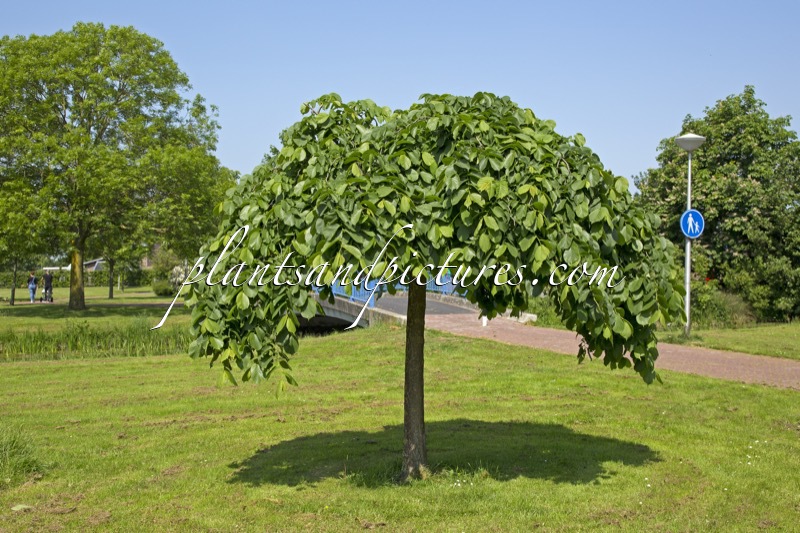 Ulmus ‘Camperdownii’