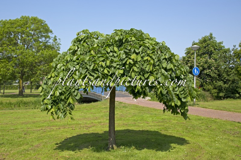 Ulmus ‘Camperdownii’