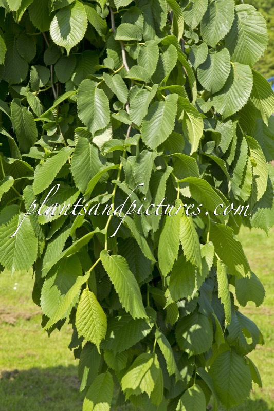 Ulmus ‘Camperdownii’