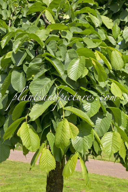 Ulmus ‘Camperdownii’