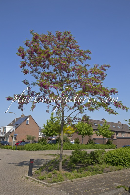 Robinia margaretta ‘Pink Cascade’ (CASQUE ROUGE)