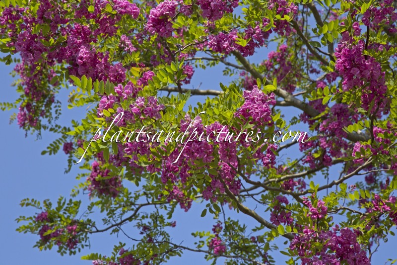 Robinia margaretta ‘Pink Cascade’ (CASQUE ROUGE)