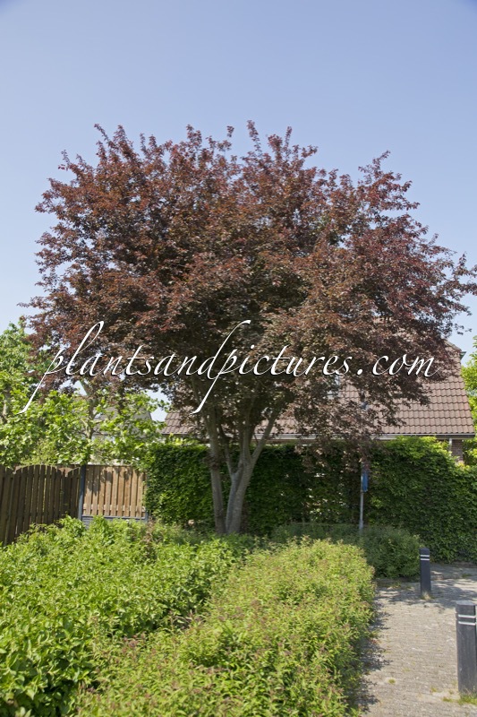 Prunus cerasifera ‘Nigra’