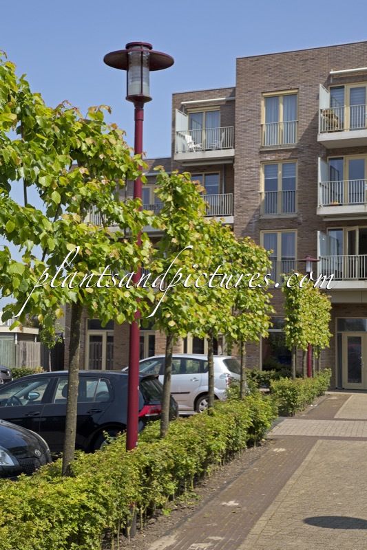 Tilia europaea ‘Euchlora’