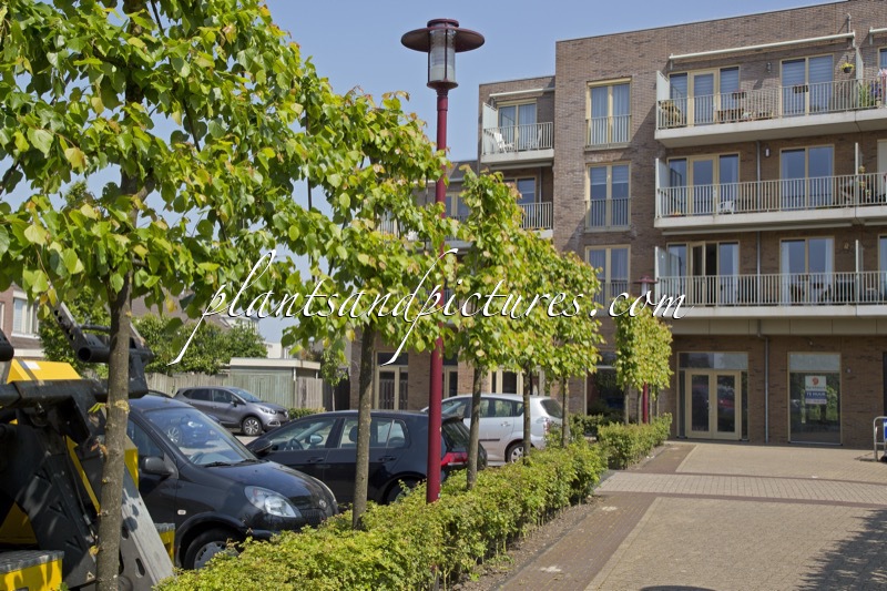 Tilia europaea ‘Euchlora’