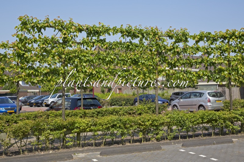 Tilia europaea ‘Euchlora’
