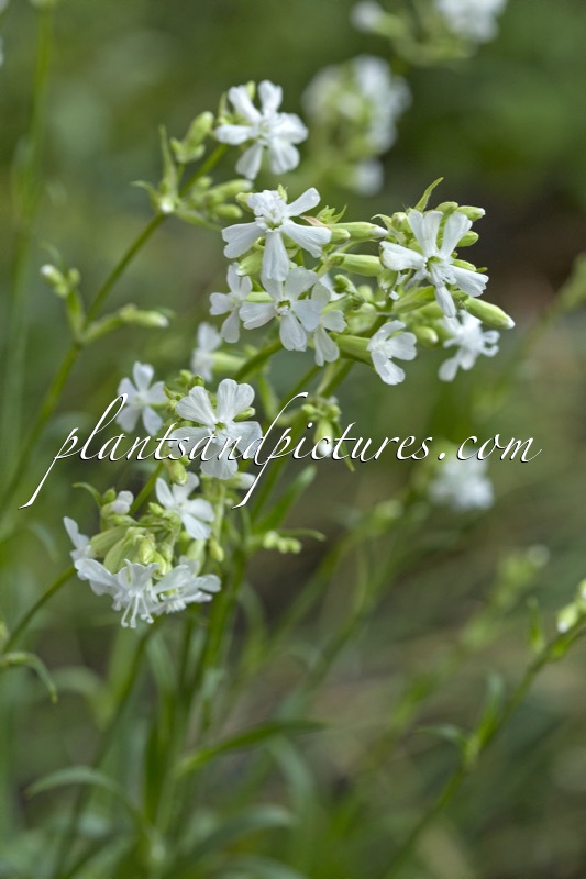 Lychnis ‘Yatnis’ (SNOW CLOUD)