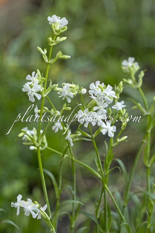 Lychnis ‘Yatnis’ (SNOW CLOUD)
