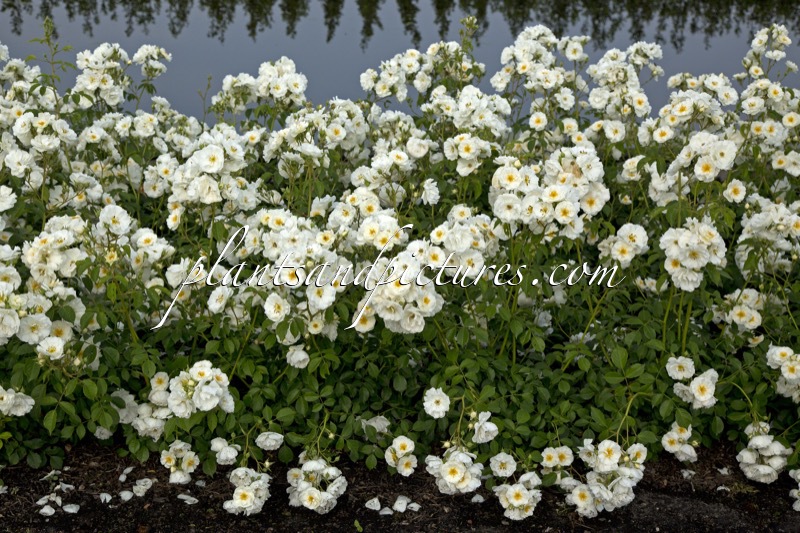 Rosa ‘Bokraruisp’ (SPINNAKER)