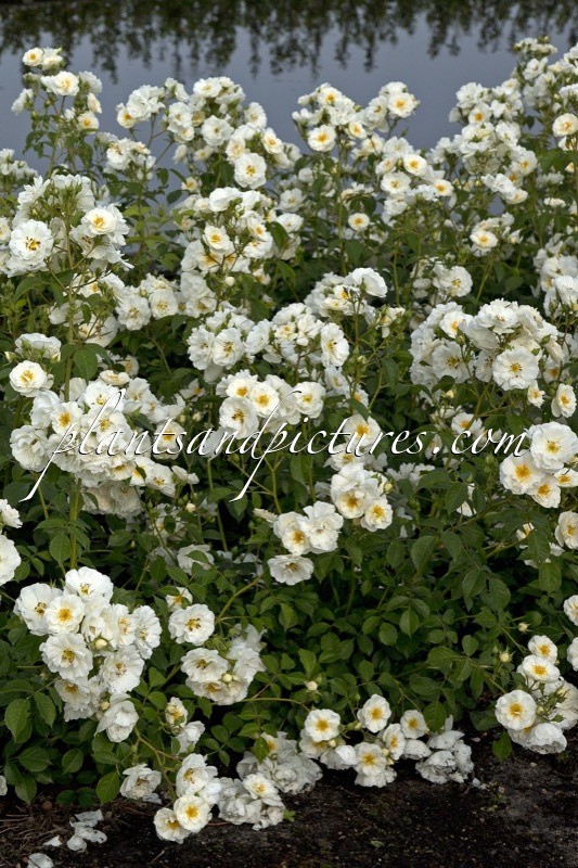 Rosa ‘Bokraruisp’ (SPINNAKER)