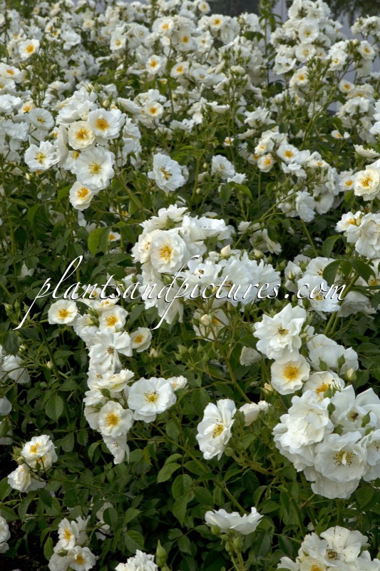 Rosa ‘Bokraruisp’ (SPINNAKER)