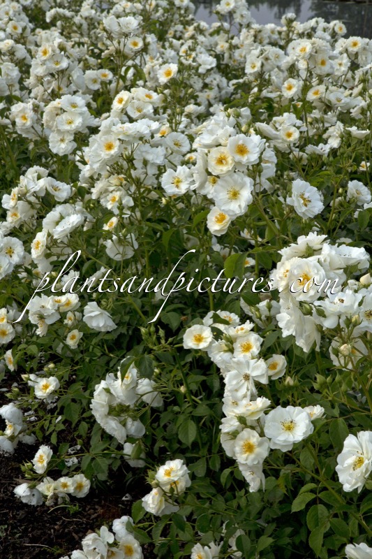 Rosa ‘Bokraruisp’ (SPINNAKER)