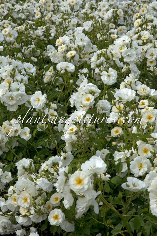 Rosa ‘Bokraruisp’ (SPINNAKER)