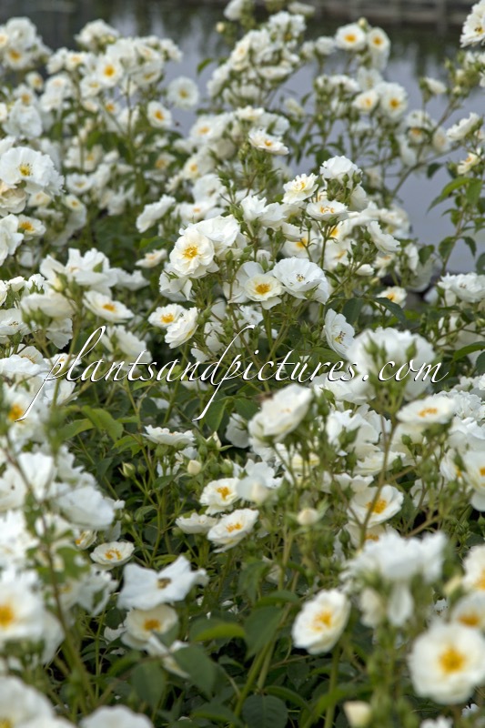 Rosa ‘Bokraruisp’ (SPINNAKER)