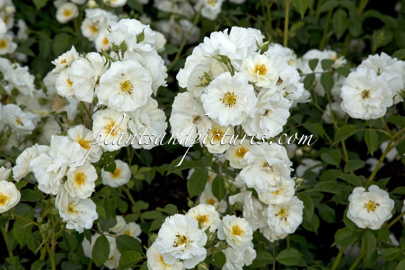 Rosa ‘Bokraruisp’ (SPINNAKER)