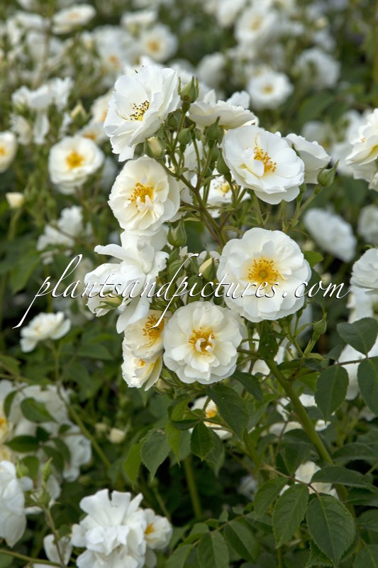 Rosa ‘Bokraruisp’ (SPINNAKER)