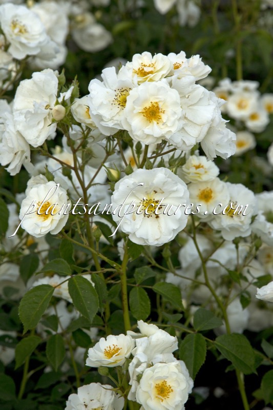 Rosa ‘Bokraruisp’ (SPINNAKER)