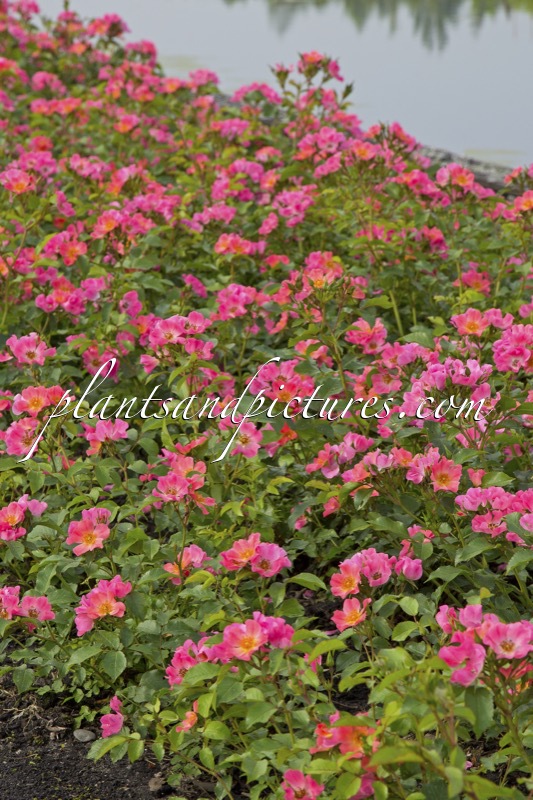 Rosa ‘Bokraruigi’ (GIRO D’ITALIA)