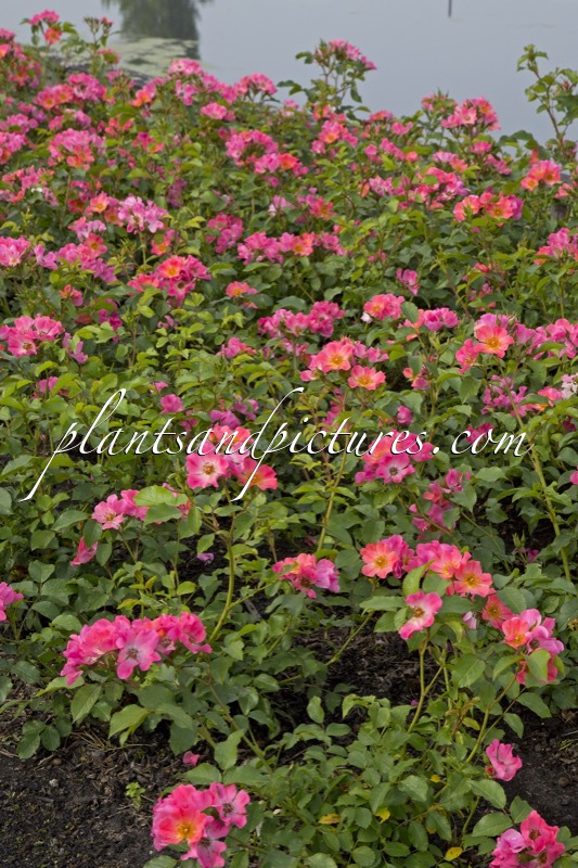 Rosa ‘Bokraruigi’ (GIRO D’ITALIA)