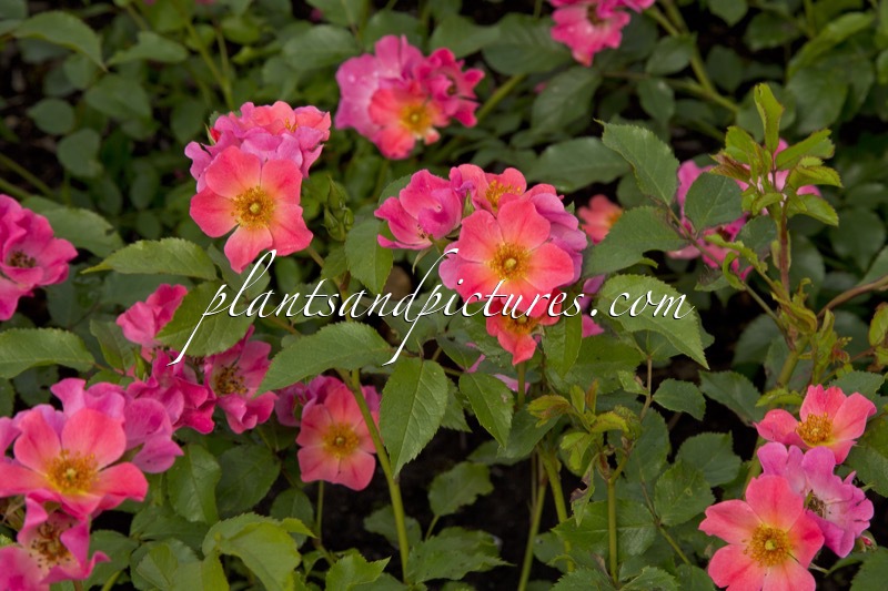 Rosa ‘Bokraruigi’ (GIRO D’ITALIA)