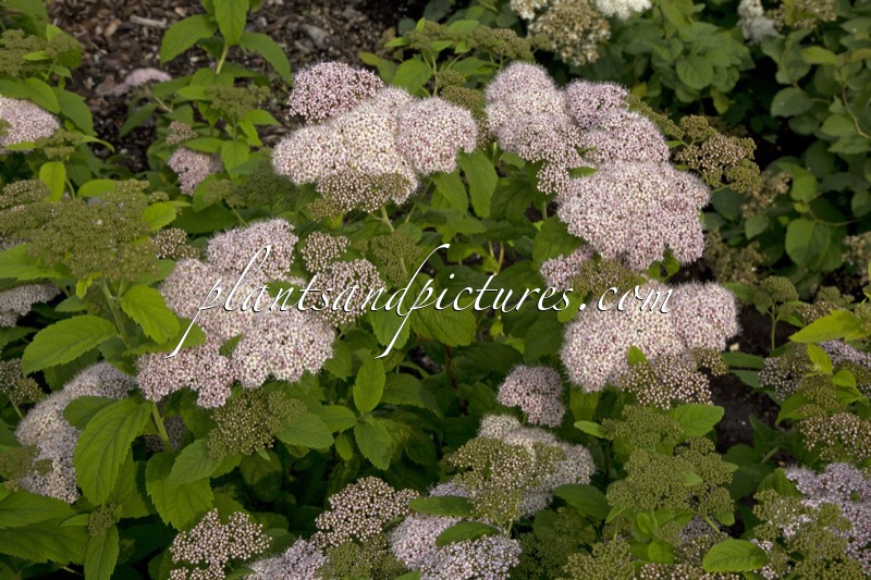 Spiraea japonica ‘Dart’s Pinkie’