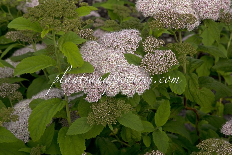 Spiraea japonica ‘Dart’s Pinkie’