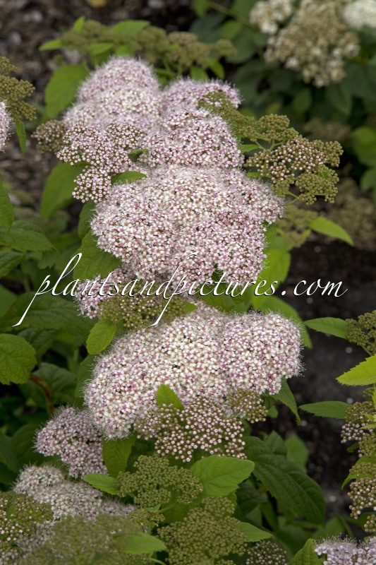 Spiraea japonica ‘Dart’s Pinkie’