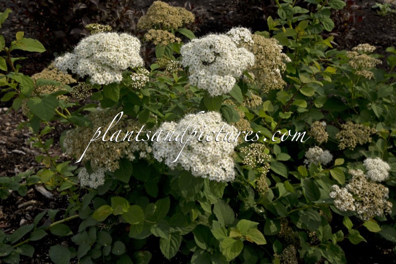 Spiraea media ‘Darsnorm’ (DART’S SNOWSTORM)