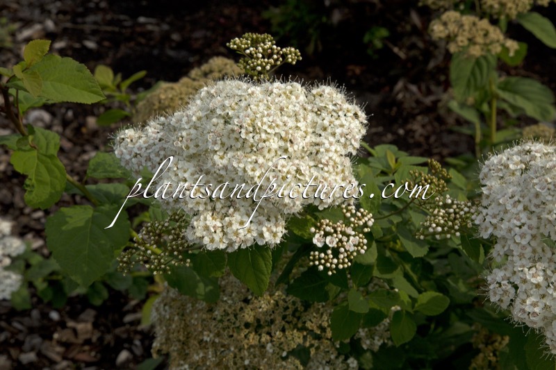 Spiraea media ‘Darsnorm’ (DART’S SNOWSTORM)