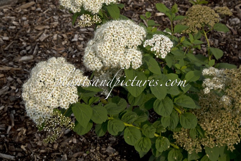Spiraea media ‘Darsnorm’ (DART’S SNOWSTORM)