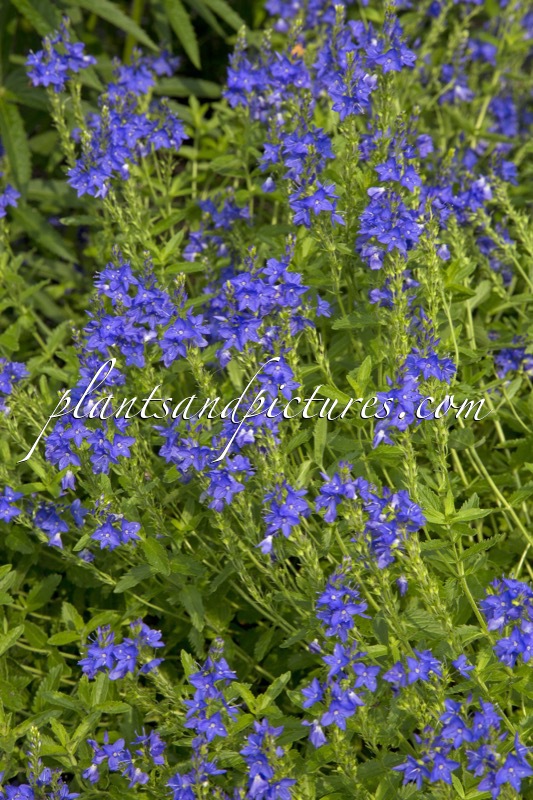 Veronica austriaca ‘Knallblau’