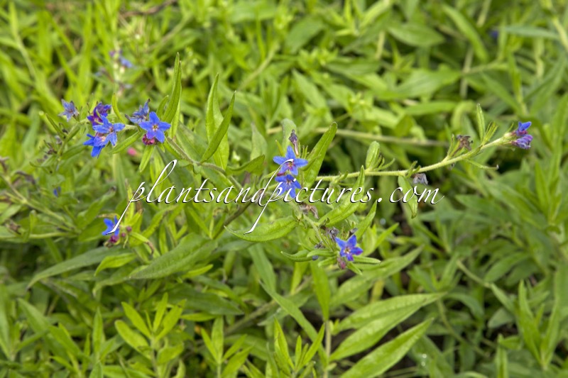Buglossoides purpurocaerulea