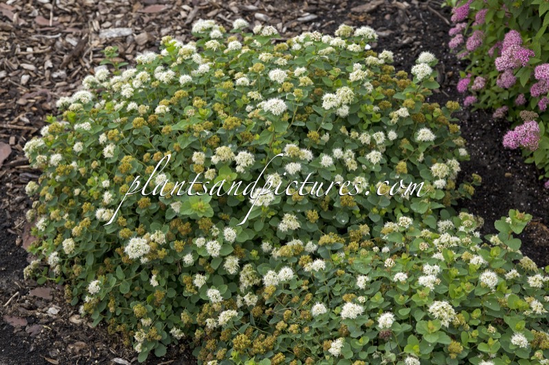 Spiraea betulifolia ‘Lumikki’