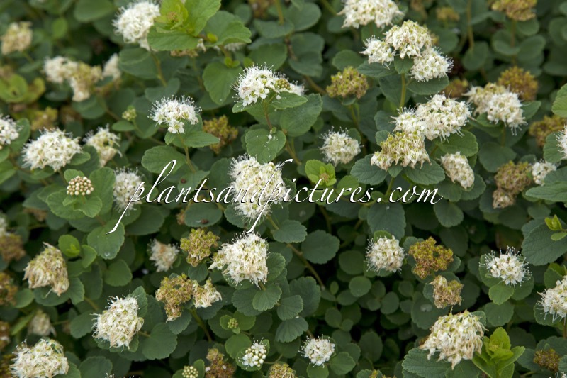 Spiraea betulifolia ‘Lumikki’