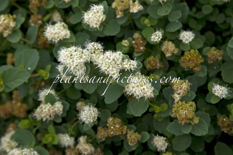 Spiraea betulifolia ‘Lumikki’