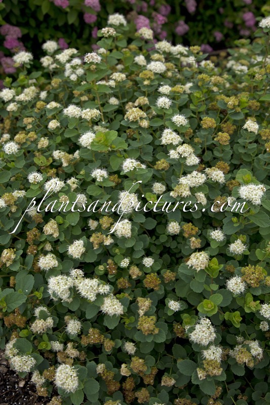 Spiraea betulifolia ‘Lumikki’