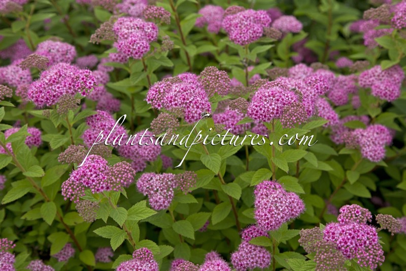 Spiraea japonica ‘Lilly’