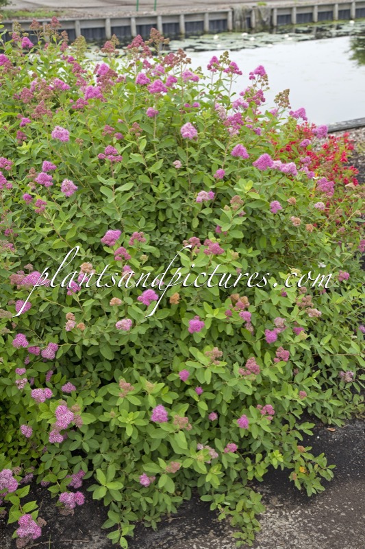 Spiraea watsonii ‘Kruunu’
