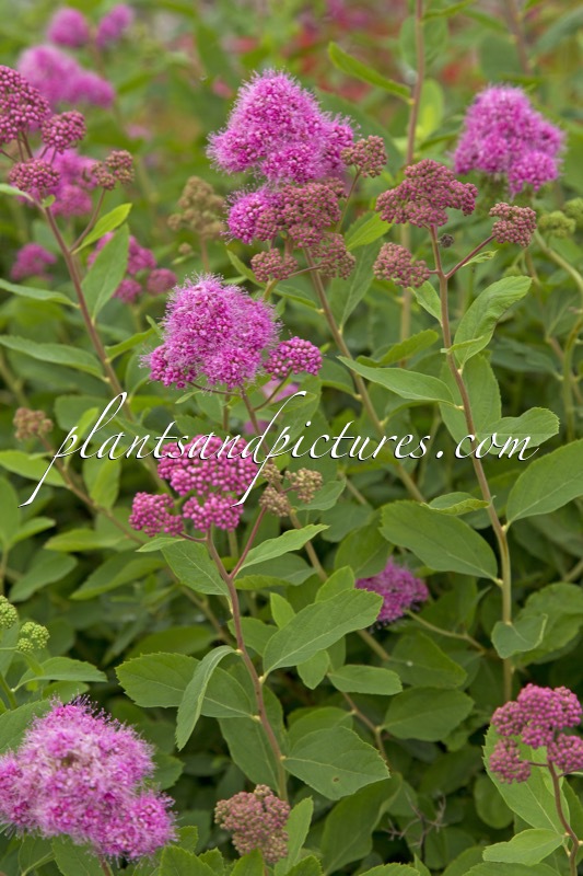 Spiraea watsonii ‘Kruunu’