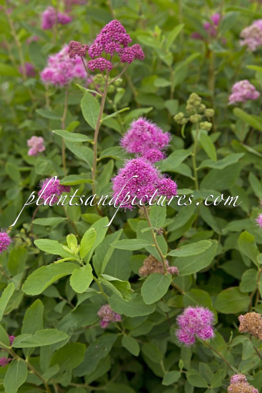 Spiraea watsonii ‘Kruunu’