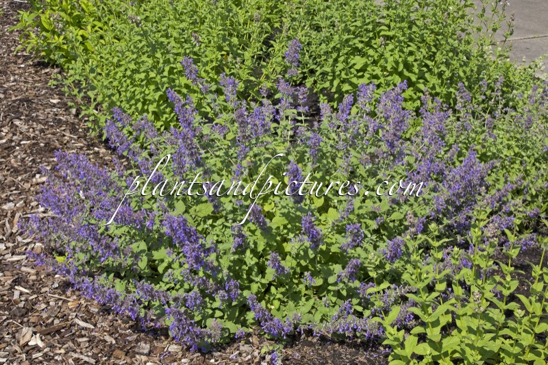Nepeta ‘Hill Grounds’