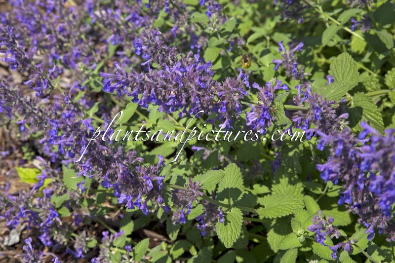 Nepeta ‘Hill Grounds’