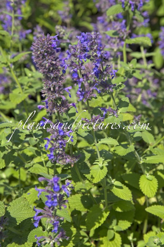 Nepeta ‘Hill Grounds’